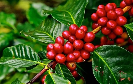 Kahve Çekirdeği Çeşitleri ve Birbirlerinden Farkları