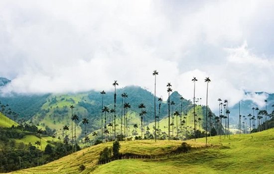 Single Origin (Tek Kökenli) Kahve Üreten Ülkeler